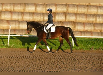 Caballo Letón, Yegua, 8 años, 165 cm, Castaño oscuro