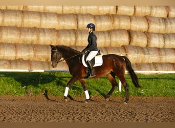 Caballo Letón, Yegua, 8 años, 165 cm, Castaño oscuro