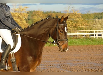 Caballo Letón, Yegua, 8 años, 165 cm, Castaño oscuro