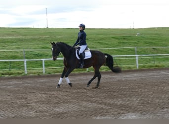 Caballo Letón, Yegua, 8 años, 165 cm, Castaño oscuro