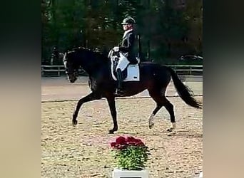 Caballo Letón, Yegua, 8 años, 176 cm, Castaño oscuro