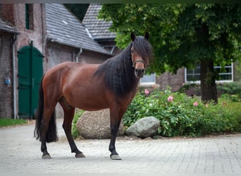 Caballo mongol, Caballo castrado, 10 años, 138 cm, Castaño oscuro