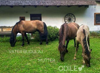 Caballo ruso Mestizo, Caballo castrado, 1 año, 145 cm, Buckskin/Bayo