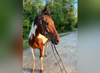 Caballo ruso, Caballo castrado, 4 años, 152 cm, Castaño rojizo