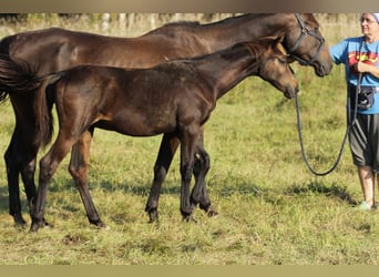 Caballo ruso, Semental, 1 año, Castaño