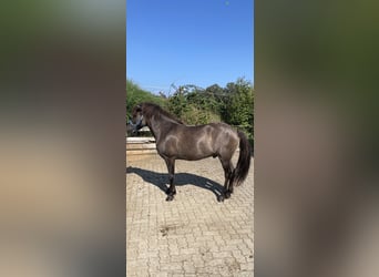 Caballos islandeses, Caballo castrado, 10 años, 135 cm