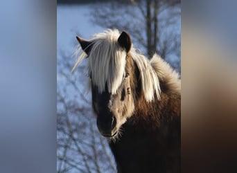 Caballos islandeses, Caballo castrado, 10 años, 136 cm, Castaño oscuro