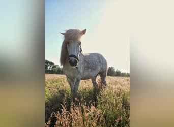 Caballos islandeses, Caballo castrado, 10 años, 137 cm, Tordo