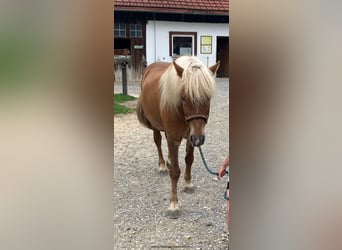 Caballos islandeses, Caballo castrado, 10 años, 138 cm, Alazán