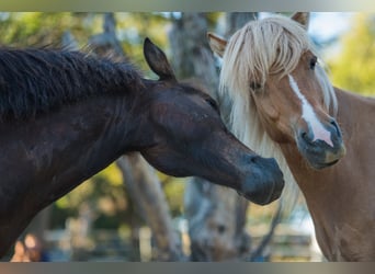 Caballos islandeses, Caballo castrado, 10 años, 138 cm, Bayo