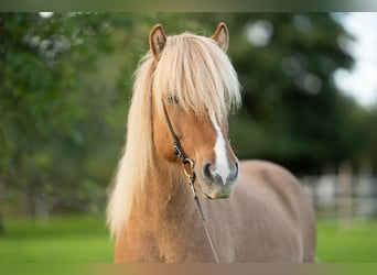 Caballos islandeses, Caballo castrado, 10 años, 138 cm, Bayo