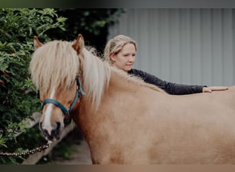 Caballos islandeses, Caballo castrado, 10 años, 138 cm, Bayo