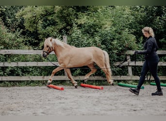 Caballos islandeses, Caballo castrado, 10 años, 138 cm, Bayo