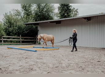 Caballos islandeses, Caballo castrado, 10 años, 138 cm, Bayo