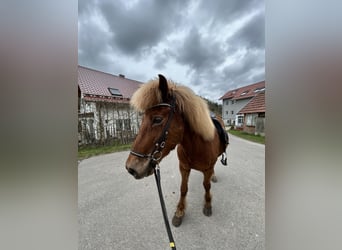 Caballos islandeses, Caballo castrado, 10 años, 140 cm, Alazán
