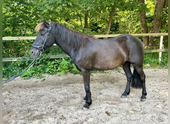 Caballos islandeses Mestizo, Caballo castrado, 10 años, 140 cm