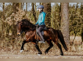 Caballos islandeses, Caballo castrado, 10 años, 140 cm, Castaño