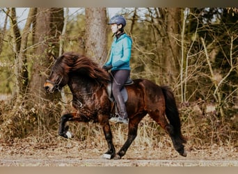 Caballos islandeses, Caballo castrado, 10 años, 140 cm, Castaño
