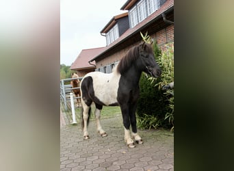 Caballos islandeses, Caballo castrado, 10 años, 140 cm, Pío