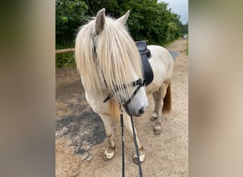 Caballos islandeses, Caballo castrado, 10 años, 140 cm, Tordo