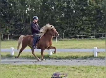 Caballos islandeses, Caballo castrado, 10 años, 141 cm, Alazán