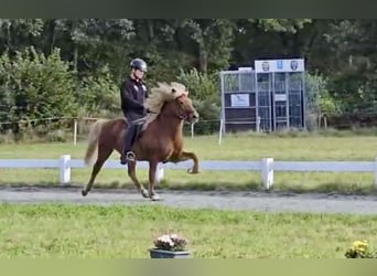 Caballos islandeses, Caballo castrado, 10 años, 141 cm, Alazán