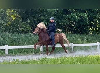 Caballos islandeses, Caballo castrado, 10 años, 141 cm, Alazán