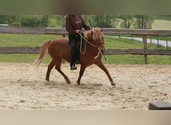 Caballos islandeses, Caballo castrado, 10 años, 141 cm, Alazán