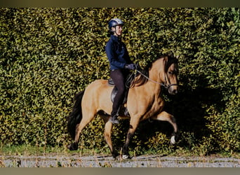 Caballos islandeses, Caballo castrado, 10 años, 142 cm, Buckskin/Bayo