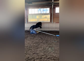 Caballos islandeses, Caballo castrado, 10 años, 142 cm, Negro