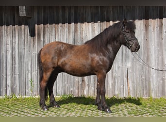 Caballos islandeses, Caballo castrado, 10 años, 142 cm, Negro