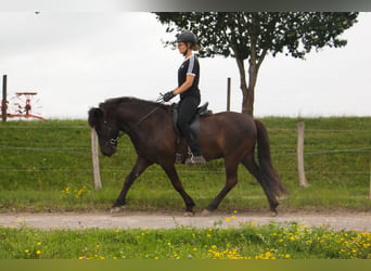 Caballos islandeses, Caballo castrado, 10 años, 142 cm, Negro