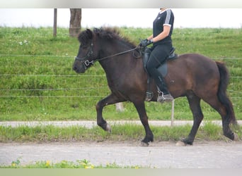 Caballos islandeses, Caballo castrado, 10 años, 142 cm, Negro