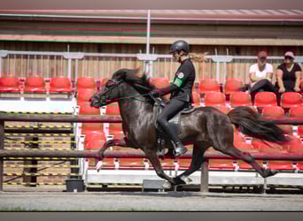 Caballos islandeses, Caballo castrado, 10 años, 142 cm, Negro