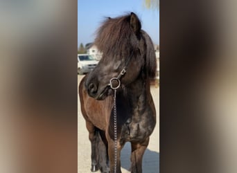 Caballos islandeses, Caballo castrado, 10 años, 142 cm, Negro