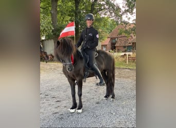 Caballos islandeses, Caballo castrado, 10 años, 142 cm, Negro
