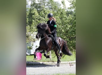 Caballos islandeses, Caballo castrado, 10 años, 142 cm, Negro