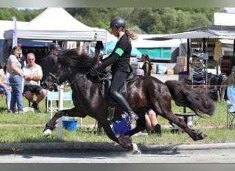 Caballos islandeses, Caballo castrado, 10 años, 142 cm, Negro