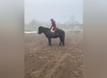 Caballos islandeses, Caballo castrado, 10 años, 142 cm, Negro