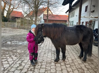 Caballos islandeses, Caballo castrado, 10 años, 142 cm, Negro