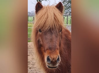 Caballos islandeses, Caballo castrado, 10 años, 143 cm, Alazán-tostado