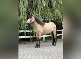 Caballos islandeses, Caballo castrado, 10 años, 144 cm, Buckskin/Bayo