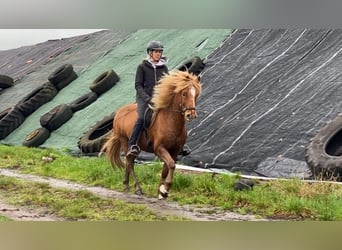 Caballos islandeses, Caballo castrado, 10 años, 145 cm, Alazán