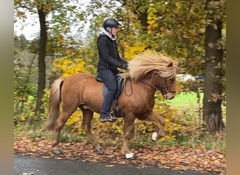 Caballos islandeses, Caballo castrado, 10 años, 145 cm, Alazán