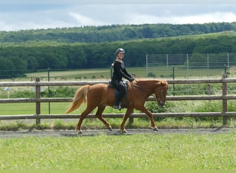 Caballos islandeses, Caballo castrado, 10 años, 145 cm, Alazán