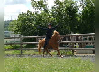 Caballos islandeses, Caballo castrado, 10 años, 145 cm, Alazán
