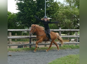 Caballos islandeses, Caballo castrado, 10 años, 145 cm, Alazán