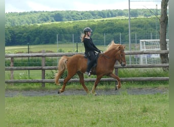 Caballos islandeses, Caballo castrado, 10 años, 145 cm, Alazán