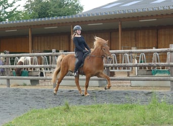 Caballos islandeses, Caballo castrado, 10 años, 145 cm, Alazán