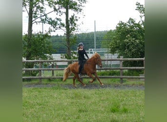 Caballos islandeses, Caballo castrado, 10 años, 145 cm, Alazán